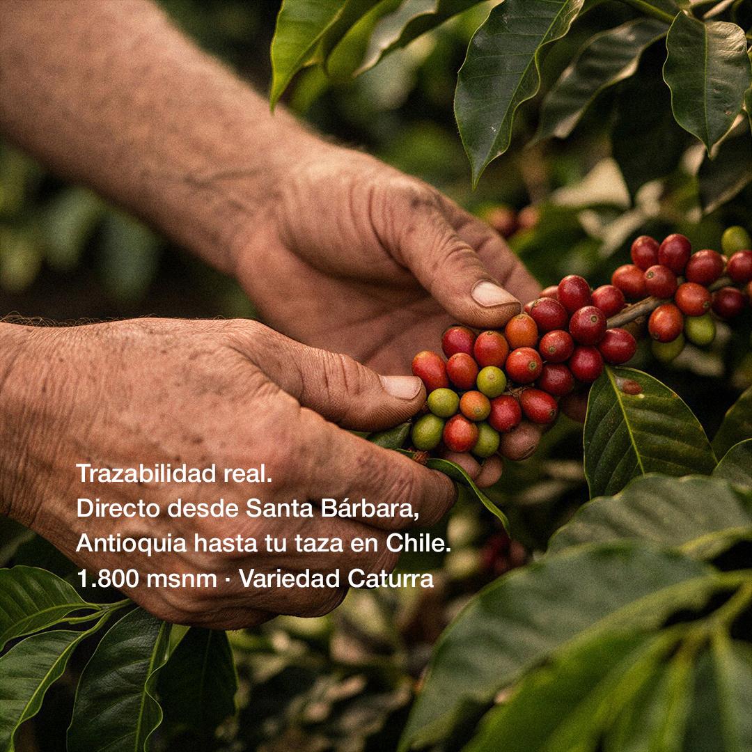 Cafetalero - café colombiano de especialidad de Santa Bárbara Antioquia, notas de chocolate y naranja, envío a Chile